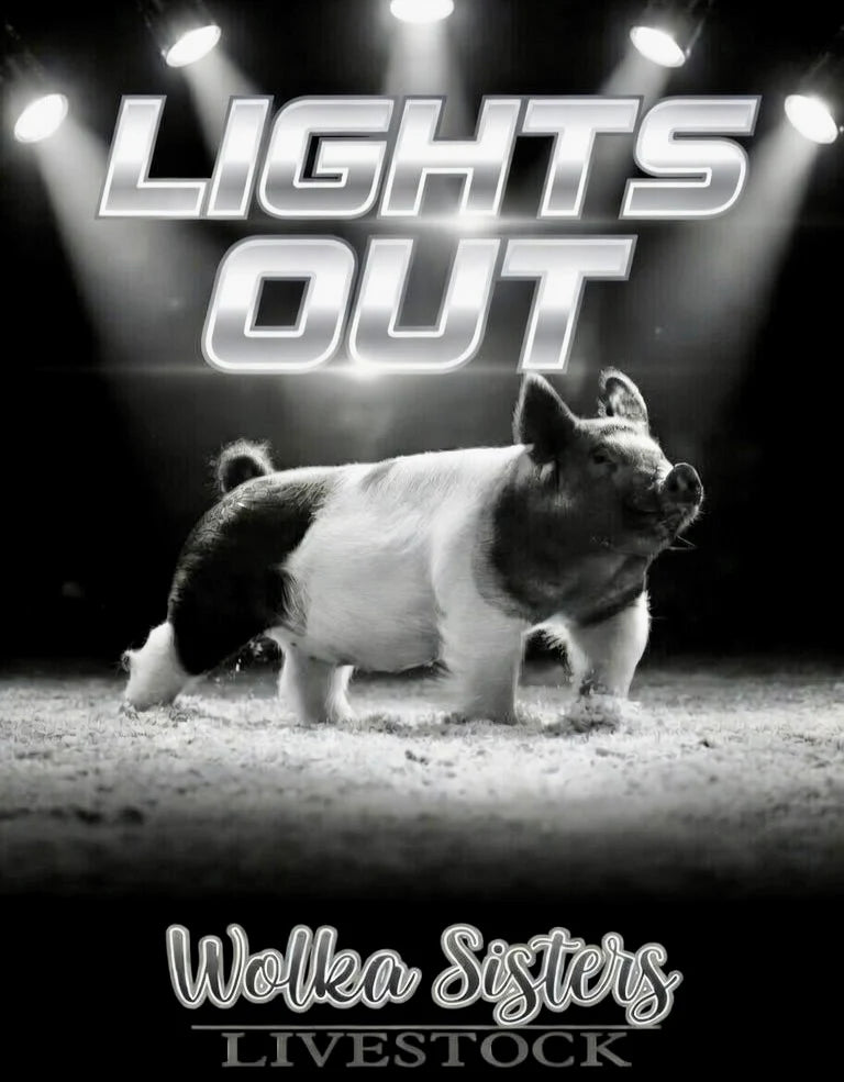 Lights Out by Wolka Sisters Livestock
